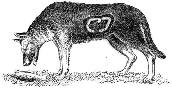 Глисты – одна из самых распространенных болезней у собак