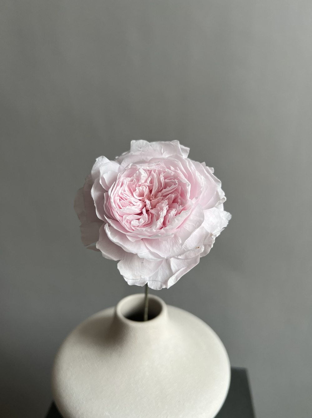 Роза пиновидная розовая d=5 см