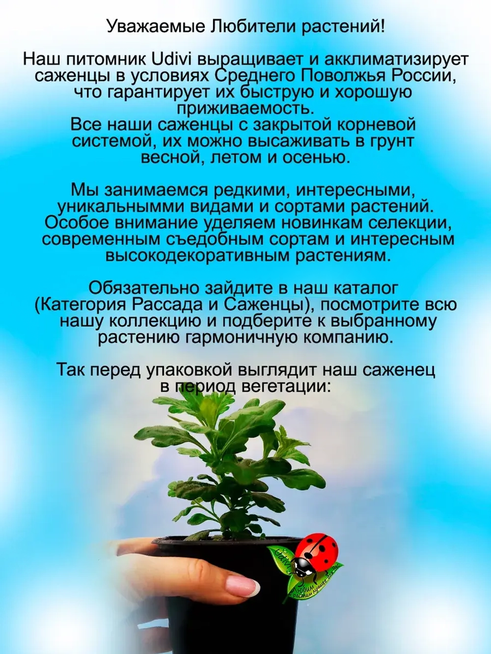 Хризантема Золотой Эльф мультифлора