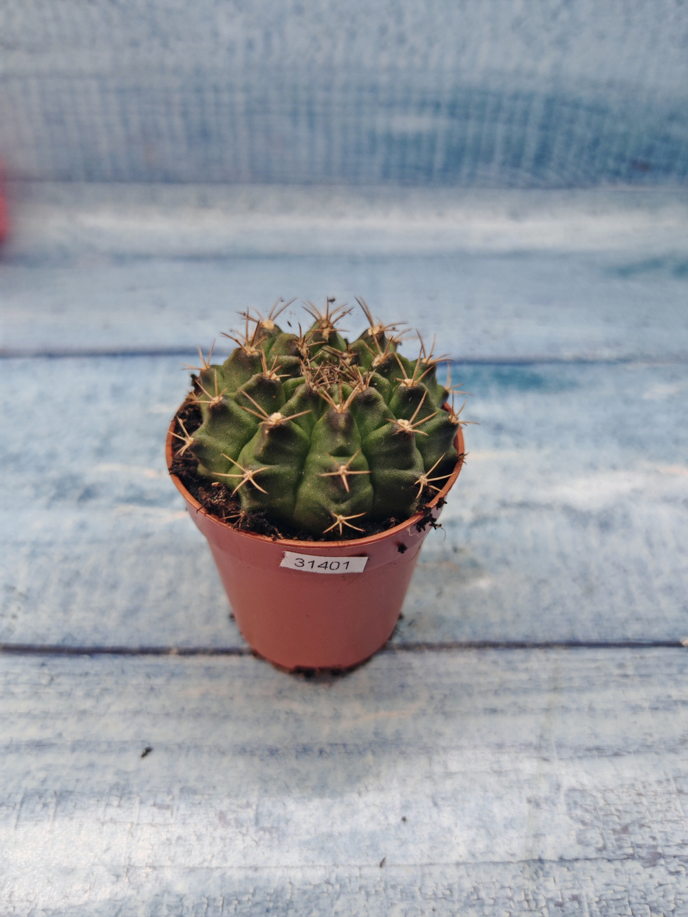 Gymnocalycium Friedrichii (Гимнокалициум)