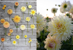 Floret Farm`s. Discovering Dahlias: A Guide to Growing and Arranging Magnificent Blooms
