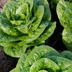 Типикал семена салата ромэн (Syngenta / Сингента)