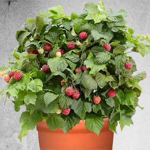 Малина карликовая Бон Бон Берри Ямми / Rubus idaeus Bon Bon Berry Yummy