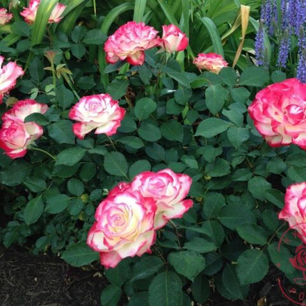 Роза флорибунда Дабл Делайт С4