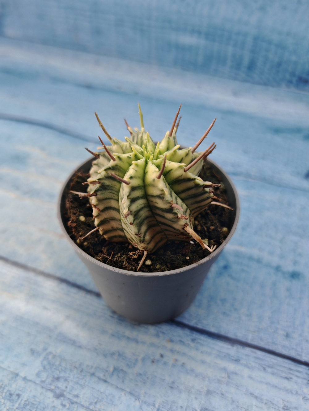 Euphorbia meloformis f. Variegated (Эуфорбия вариегатная)