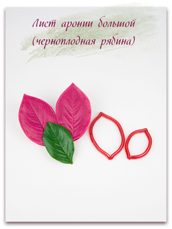 Лист аронии большой (черноплодная рябина)