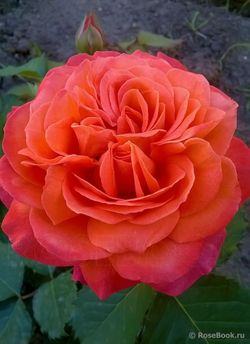 Эмильен Гийо (Emilien Guillot)