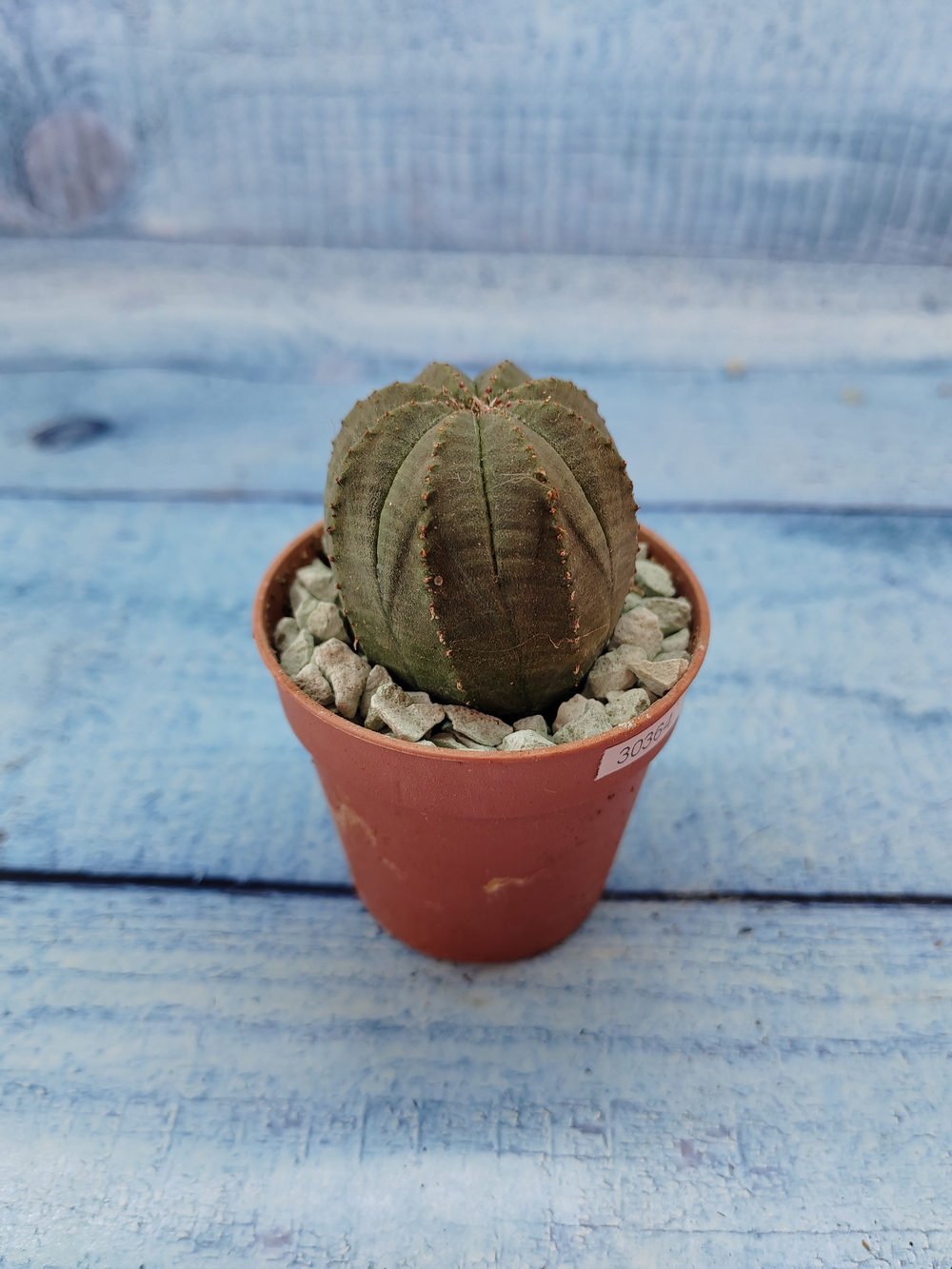 Euphoria Obesa (Эуфорбия)