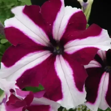 S57157 Петуния ампельная Donna Star Velvet & White 5 шт.
