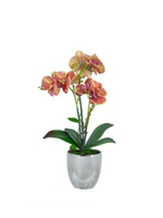 GLASAR Орхидея декоративная