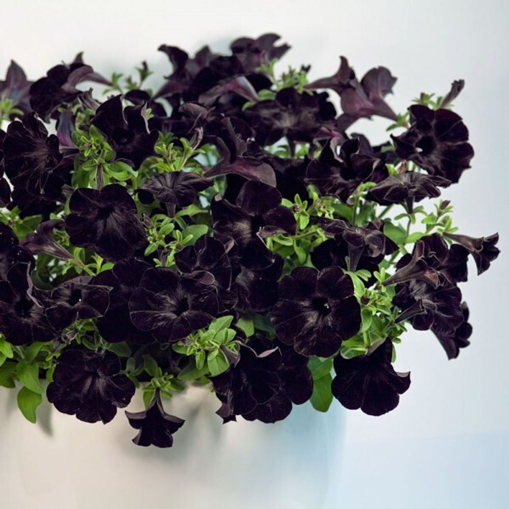 Петуния CRAZYTUNIA BLACK MAMBA