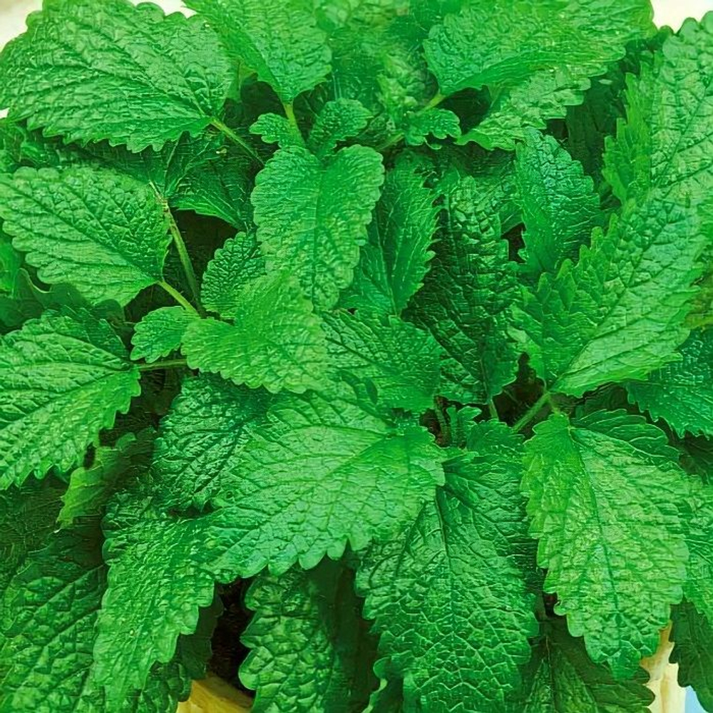 Мелисса лекарственная Мандарин ОКС укорененный черенок