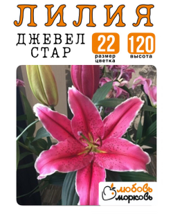 Лилия Луковица, Джевел Стар, восточный гибрид, 1 шт