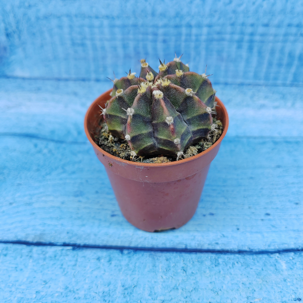 Gymnocalycium Friedrichii (Гимнокалициум)