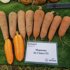 Ле Санте F1 семена моркови шантане (Seminis / Семинис)