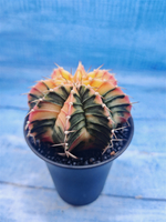 Gymnocalycium Variegata (Гимнокалициум Вариегатный)