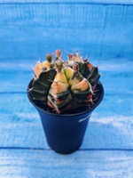 Gymnocalycium Variegata (Гимнокалициум Вариегатный)