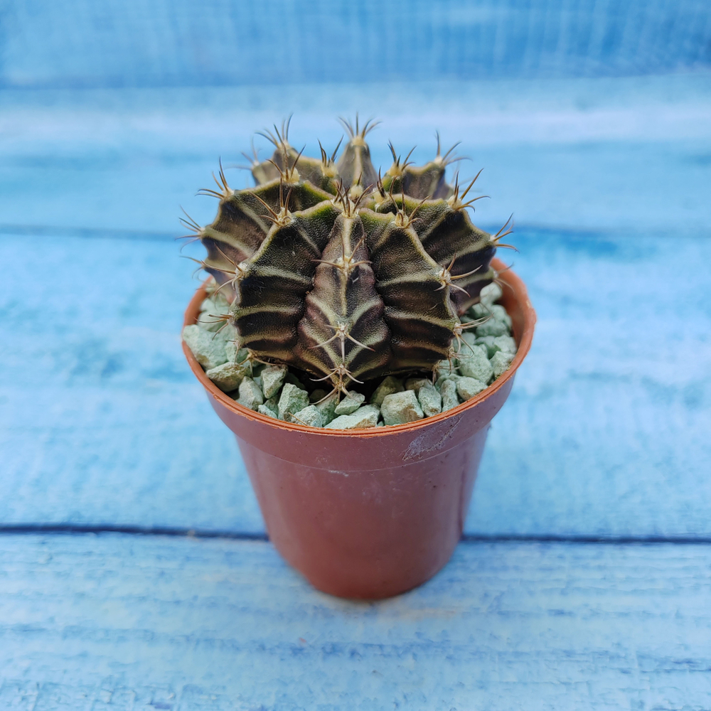 Gymnocalycium Friedrichii (Гимнокалициум)