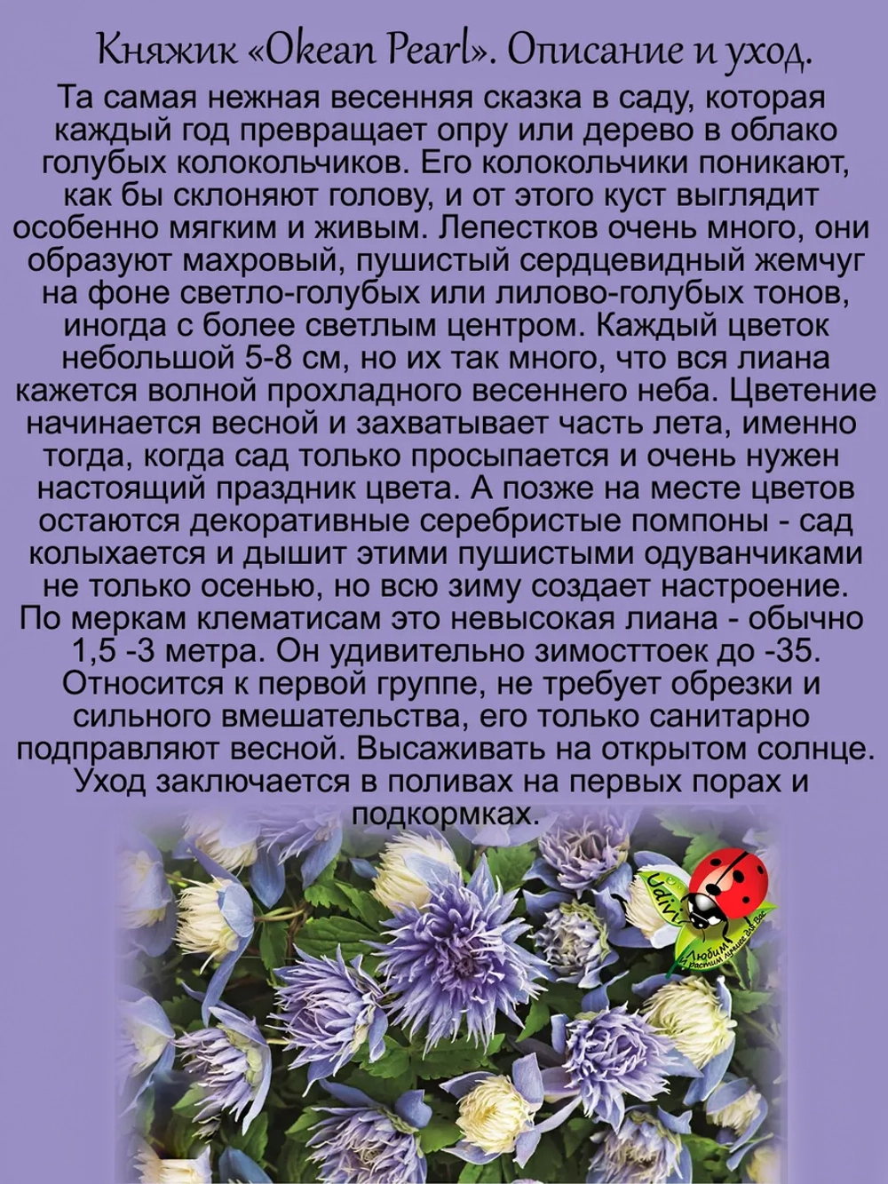 Княжик Океанская жемчужина клематис необрезной