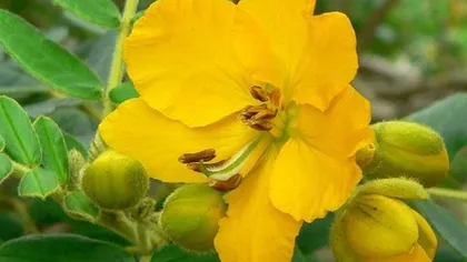 Кассия остролистная (сенна)