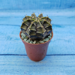 Gymnocalycium Friedrichii (Гимнокалициум)