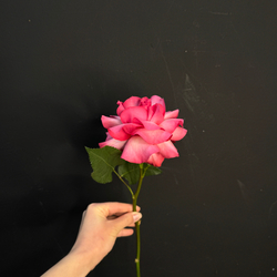 Роза Французская ярко-розовая / 1 шт