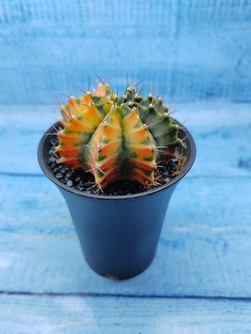 Gymnocalycium Variegata (Гимнокалициум Вариегатный)