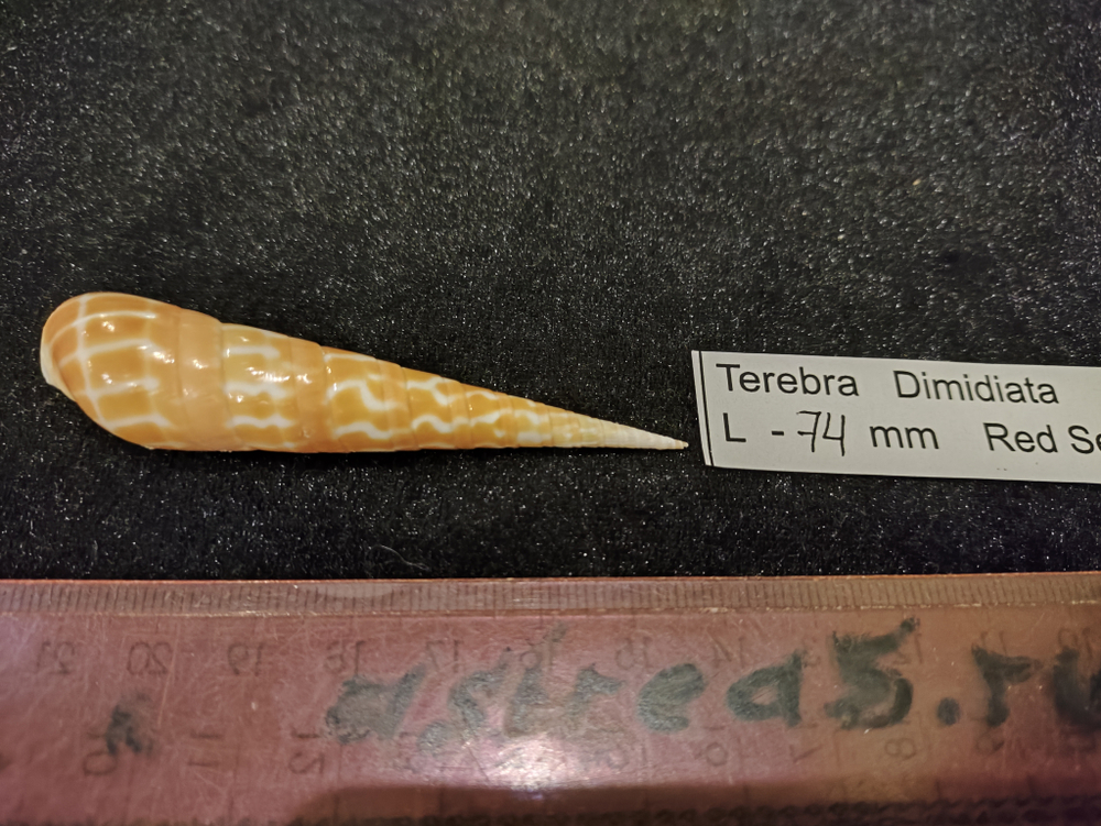 Теребра Димидиата