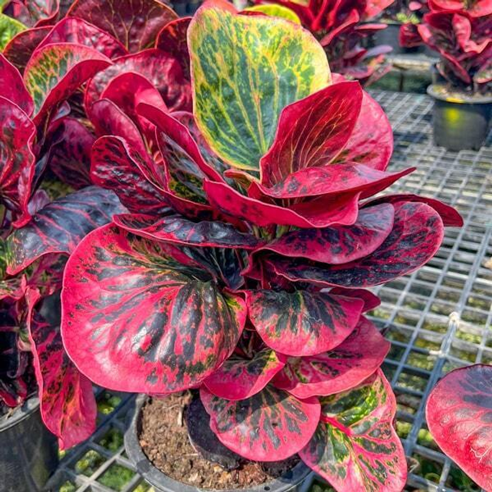 Кротон BUTSARIN