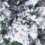 Ёлка «Морозко» 180 см, белая снежная посыпка (600 веток)