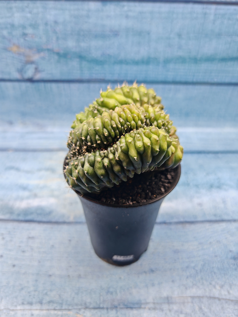 Gymnocalycium Spineless Crested form (Гимнокалициум Кристатный)