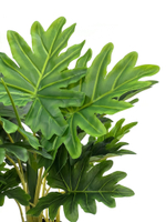 Филодендрон 50 см