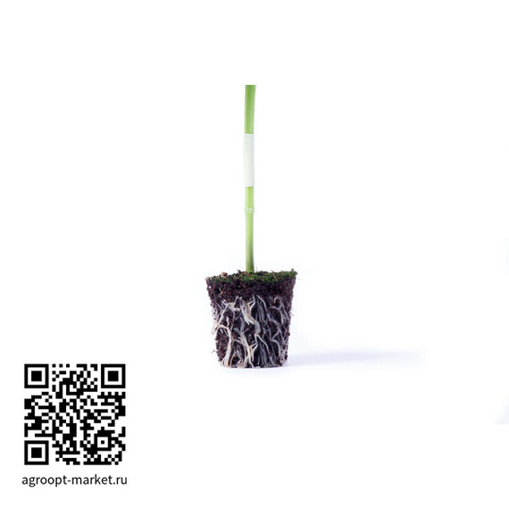 Бедрок_F1_семена_подвоя_Rijk_Zwaan_оптом – фото 3