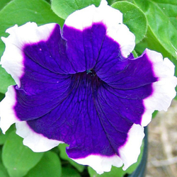 Петуния грандифлора Хулахуп Блю (1000др) Витагрин Профи