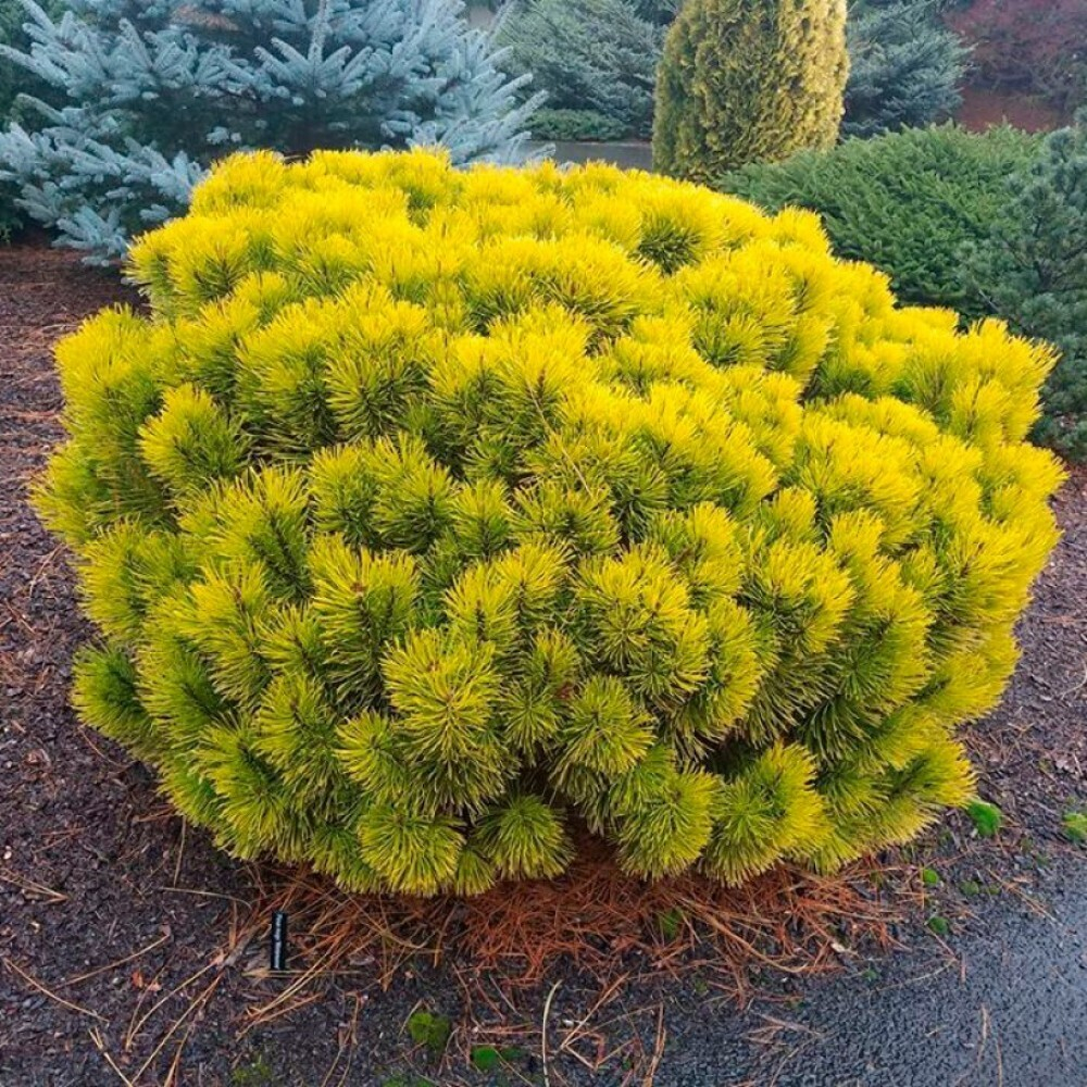 Сосна горная Winter Gold (Винтер Голд) 40 см