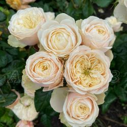 Дарлингтон (Darlington)