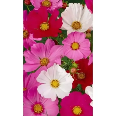 Семена Космея Дварф Сенсейшн Микс 0,15гр (УД) Е/П