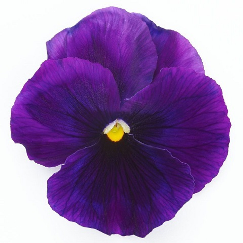 Виола виттрока Inspire Plus F1, violet 6шт
