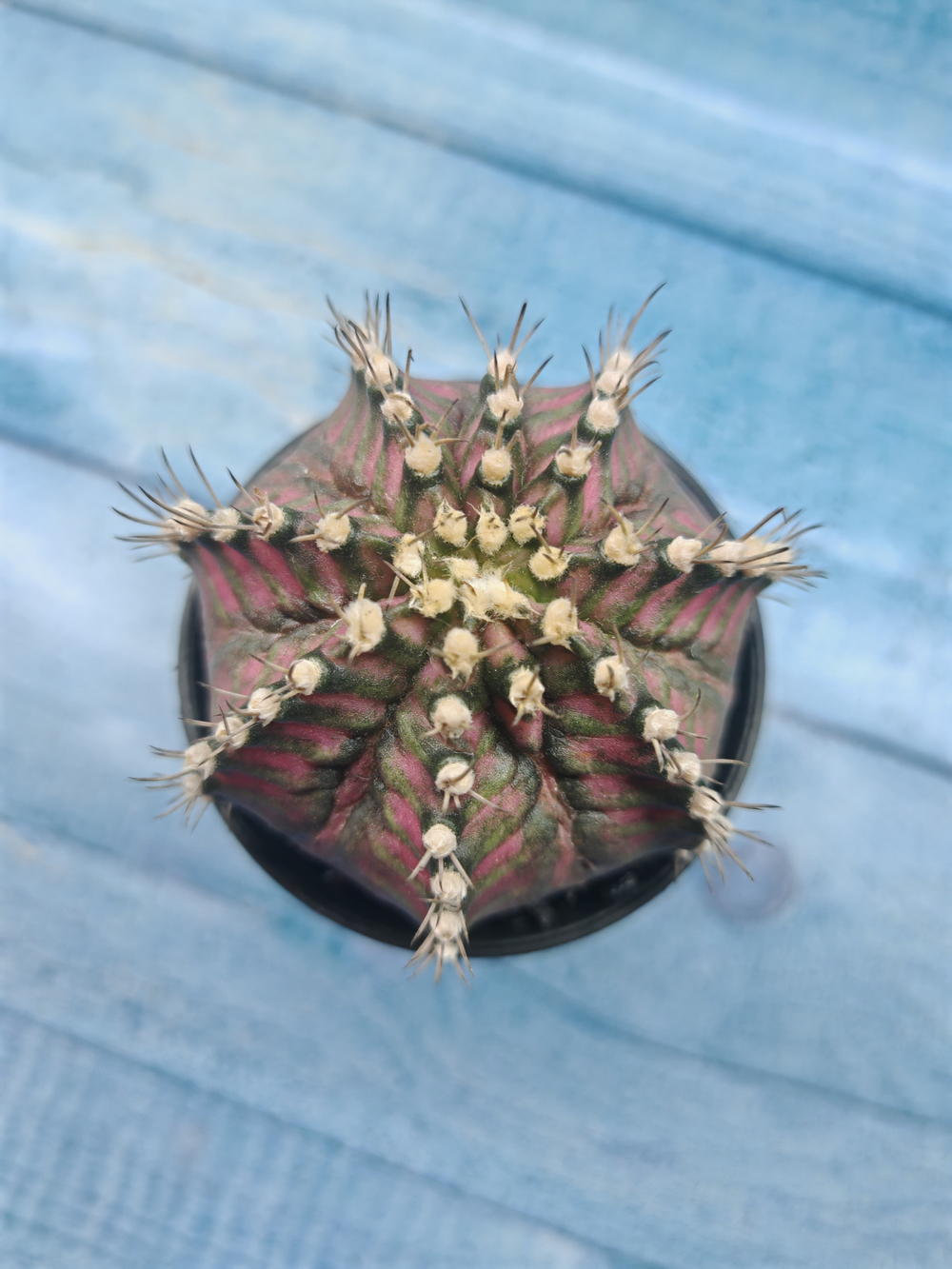 Gymnocalycium T-Rex Pink hybride (Гимнокалициум T-rex)
