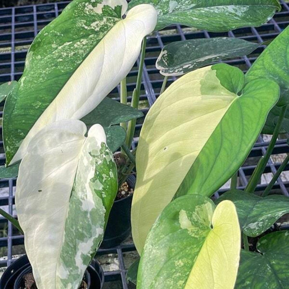 Сингониум CHIAPENSE VAR