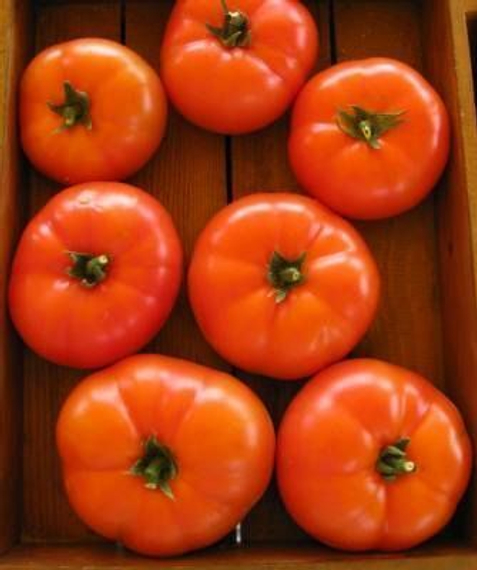 МАРТЭЗ F1 семена томата Seminis купить – фото 1