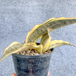 Сансевиерия SILVER CLONE VAR