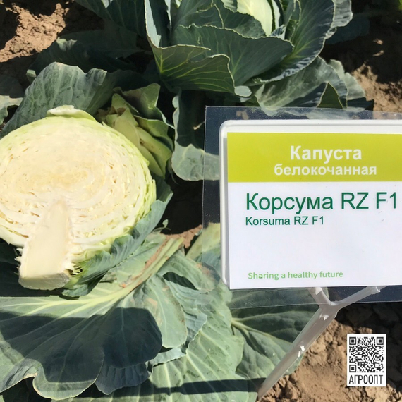 Корсума F1 семена капусты белокочанной (Rijk Zwaan / Райк Цваан) в поле – фото 9