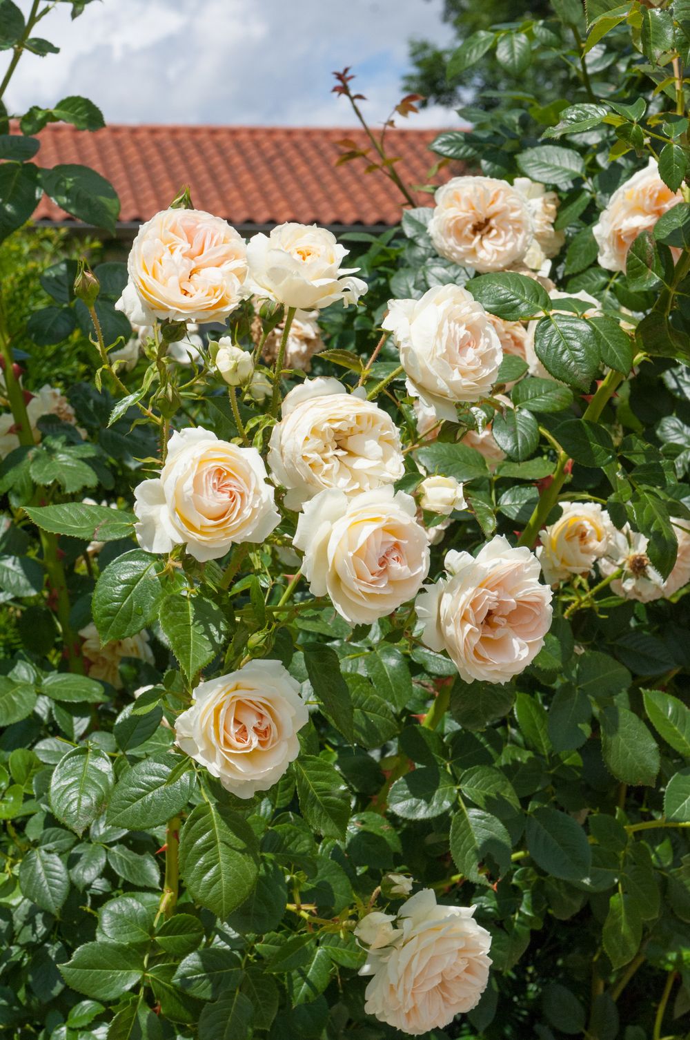 Мон Жарден э Ма Мезон (Mon Jardin et Ma Maison)