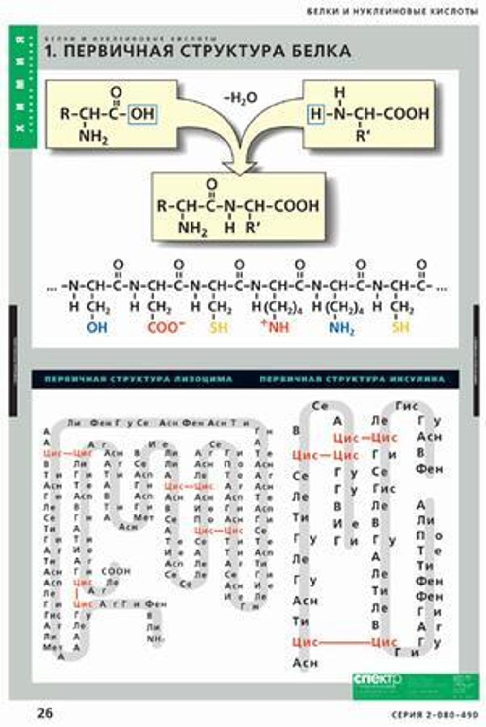 Комплект таблиц «Белки и нуклеиновые кислоты»; 8 таблиц