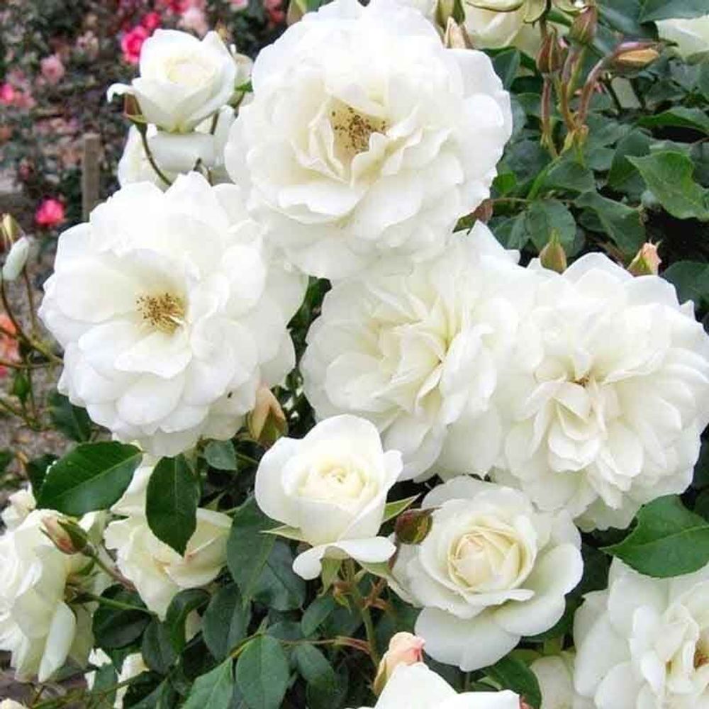 Айсберг (Iceberg)