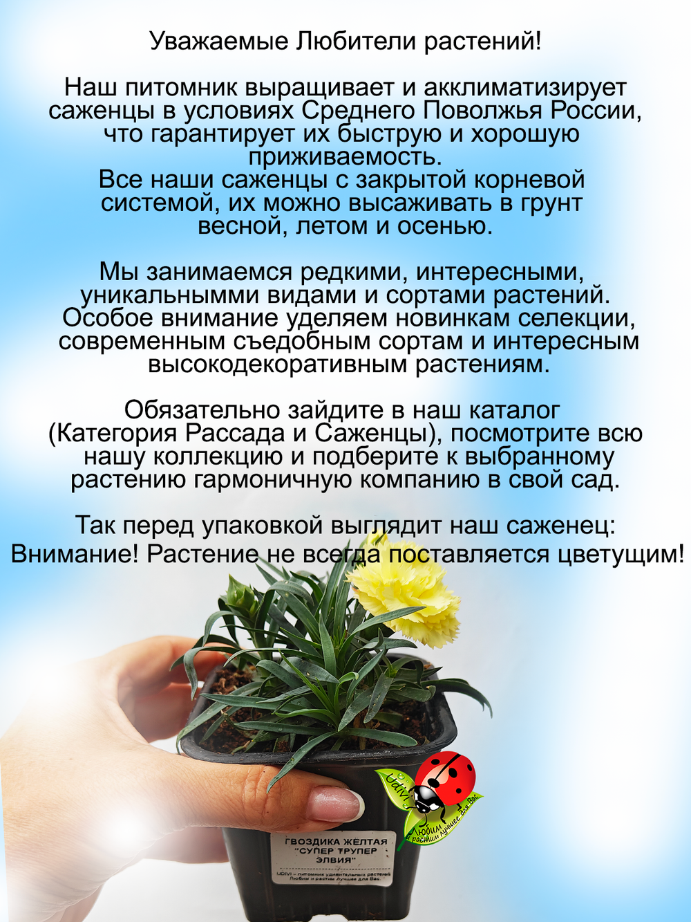 Гвоздика садовая Супер трупер Элвия