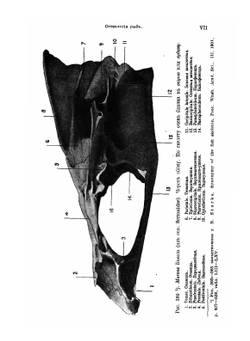 Рыбы пресных вод Российской империи | Л.С. Берг