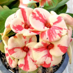 Эуфорбия Миля ALIS