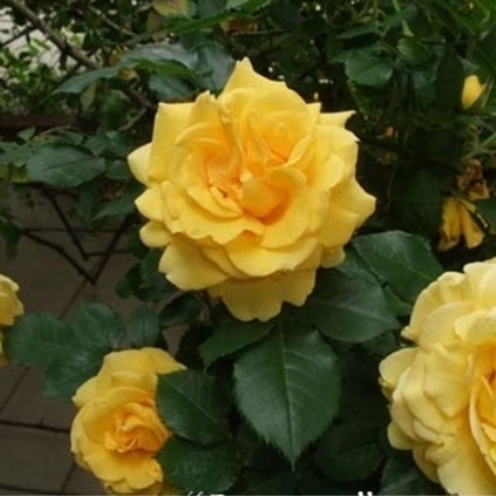 Роза плетистая Римоза С6